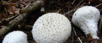 Описание и места распространения гриба дождевика съедобного (шиповатого) Ядовитые и несъедобные виды гриба дождевика