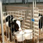 Правила строительства сарая для коров Из чего сделать сарай для быков