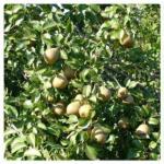 November pear variety Belorussian late and November pears