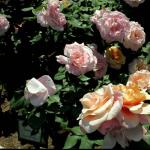 Mawar Grandiflora Menanam dan menjaga grandiflora