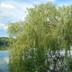 Ciri-ciri botani keluarga willow