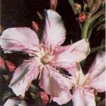 Oleander obyčajný.  Oleandrový kvet.  Popis, vlastnosti, druhy a starostlivosť o oleander.  Možné problémy pri pestovaní