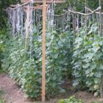 Як підв'язати огірки у відкритому ґрунті Якими мотузками підв'язувати огірки