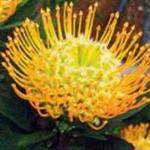 Protea-kukat: kuinka hoitaa?