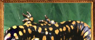 Talisman dengan imej salamander: sejarah, makna, aplikasi