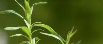 Естрагон: корисні властивості, застосування та вирощування Як виглядає тархун