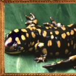 Talisman me imazhin e një salamander: histori, kuptim, aplikim