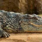 Unen tulkinta hampaisista ihmisistä: miksi haaveilet krokotiilista?