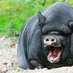 ड्रीम इंटरप्रिटेशन: सुअर, सुअर का सपना देखना - सपनों की पूरी व्याख्या