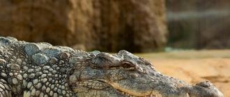 Unelmakirja hampaisista ihmisistä: miksi haaveilet krokotiilista?