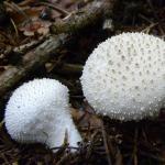 Descrizione e luoghi di distribuzione del fungo palla commestibile (spinoso) Tipi velenosi e non commestibili di funghi palla