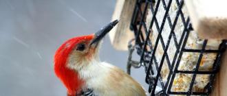 Ciekawe karmniki dla ptaków DIY