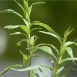 Естрагон: корисні властивості, застосування та вирощування Як виглядає тархун