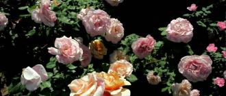 Mawar Grandiflora Menanam dan menjaga grandiflora